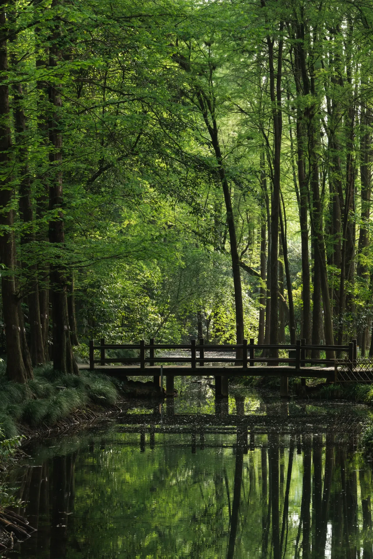 ralph-xyz--hFMJ30dcn0-unsplash Peaceful green woodland with tall trees.