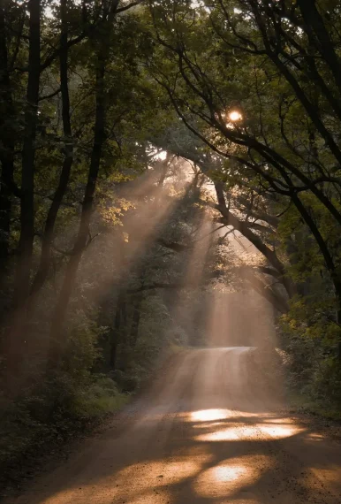 loubna-dz-SeunYTbGgAE-unsplash Sunlight filtering through a woodland path